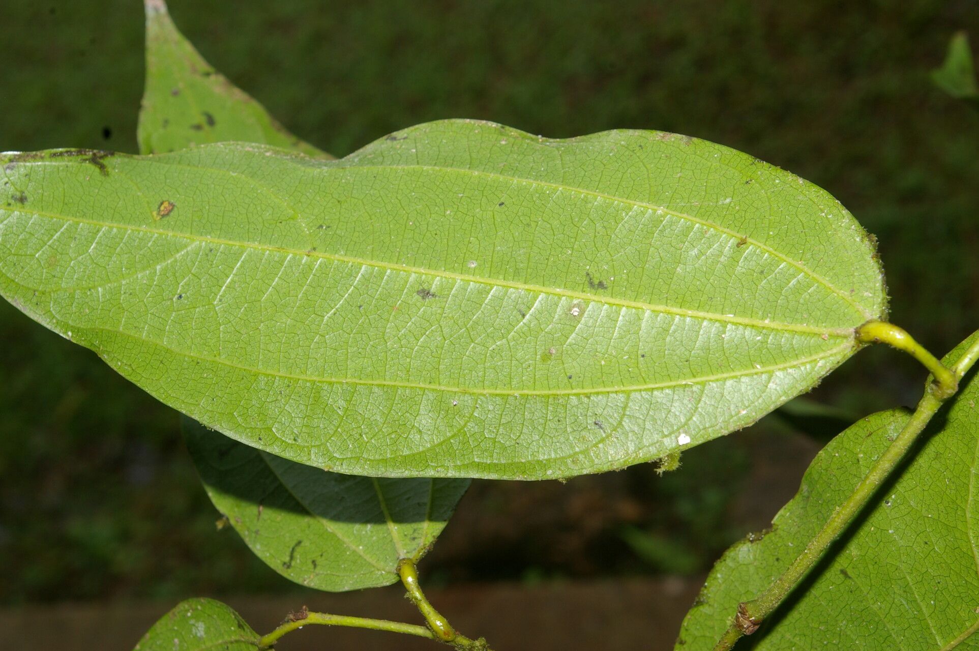 Matudaea trinervia leaf