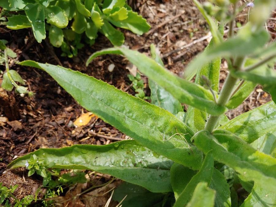 Penstemon pallidus — search result for 'Penstemon'