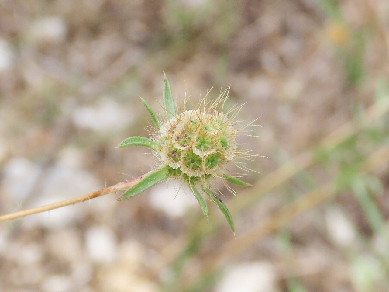 Lomelosia argentea fruit
