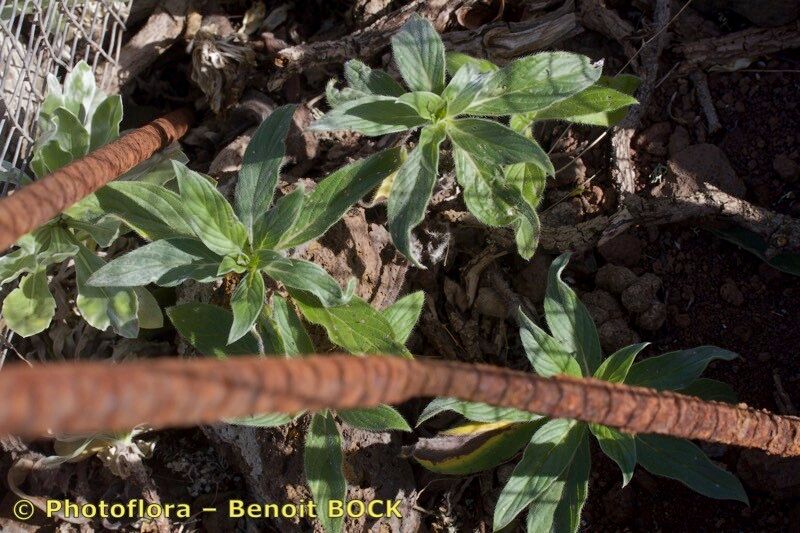 Echium handiense other