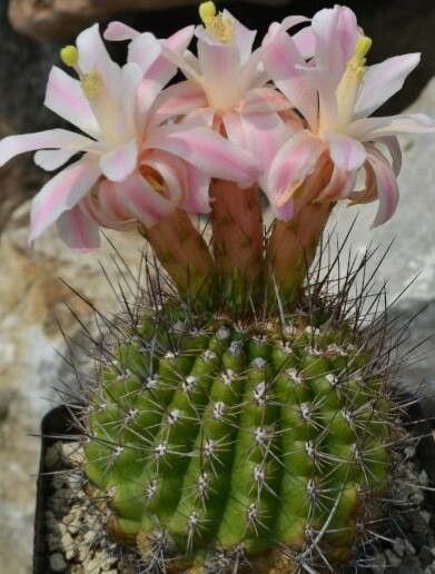 Matucana huagalensis habit