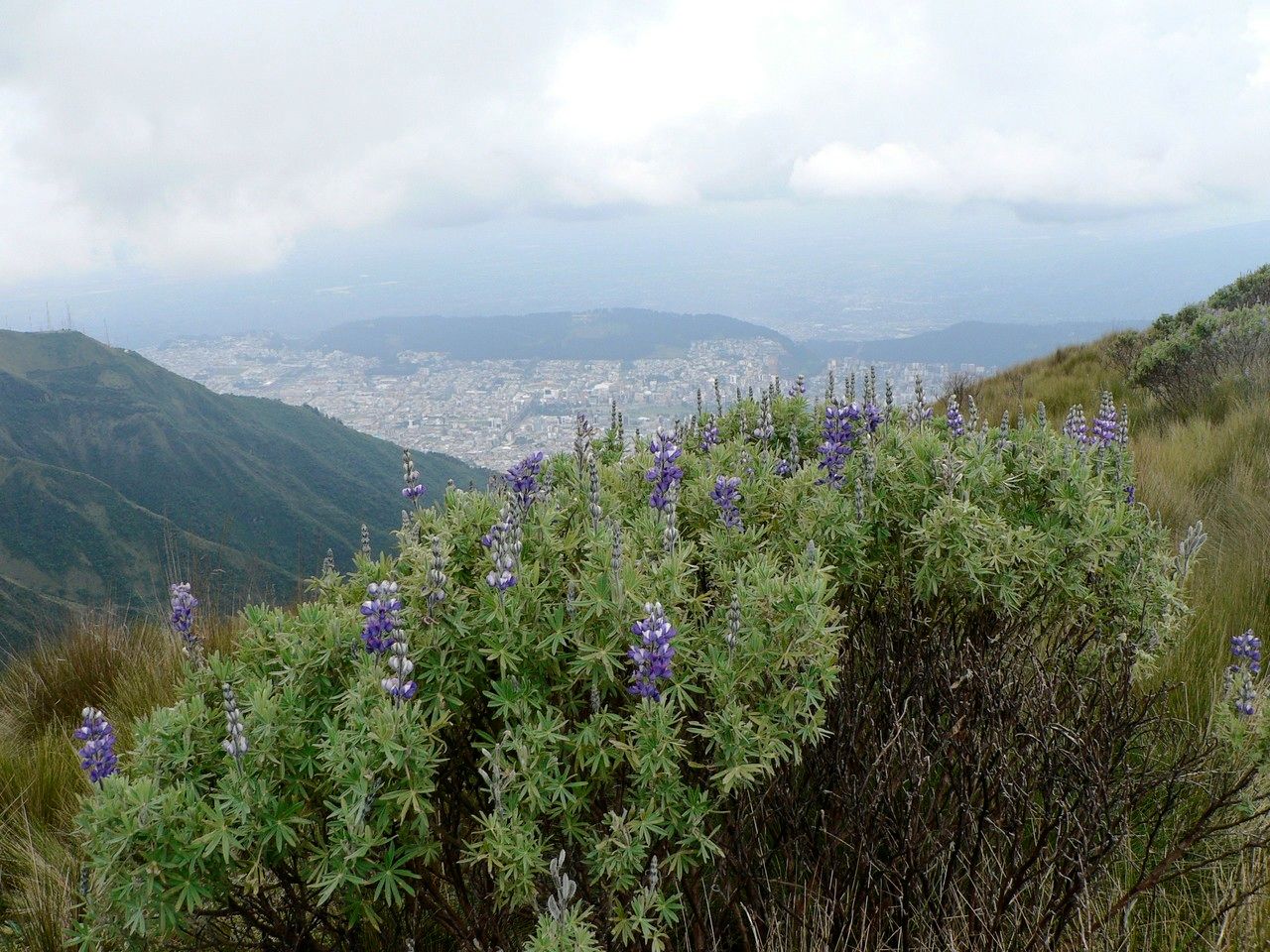 Lupinus pubescens habit