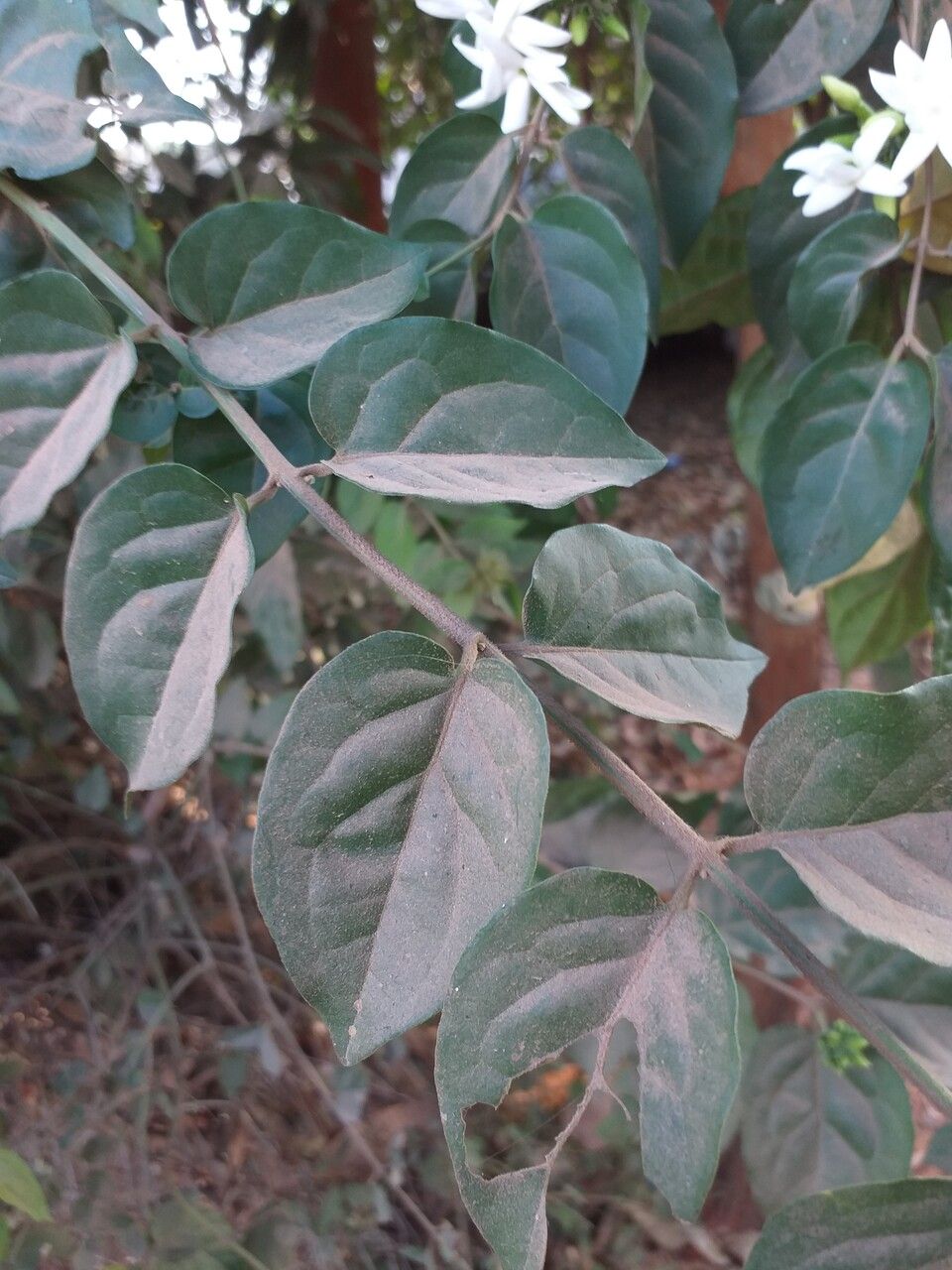 Jasminum kerstingii — houseplant care guide