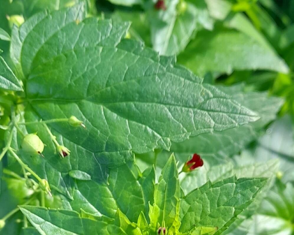 Scrophularia peregrina leaf