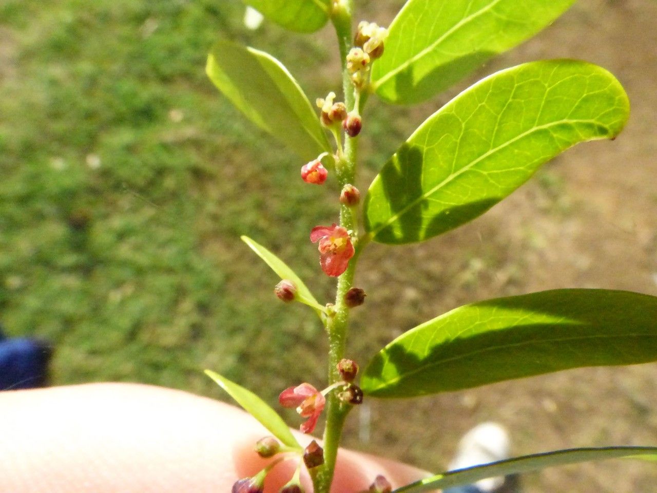 Phyllanthus casticum flower