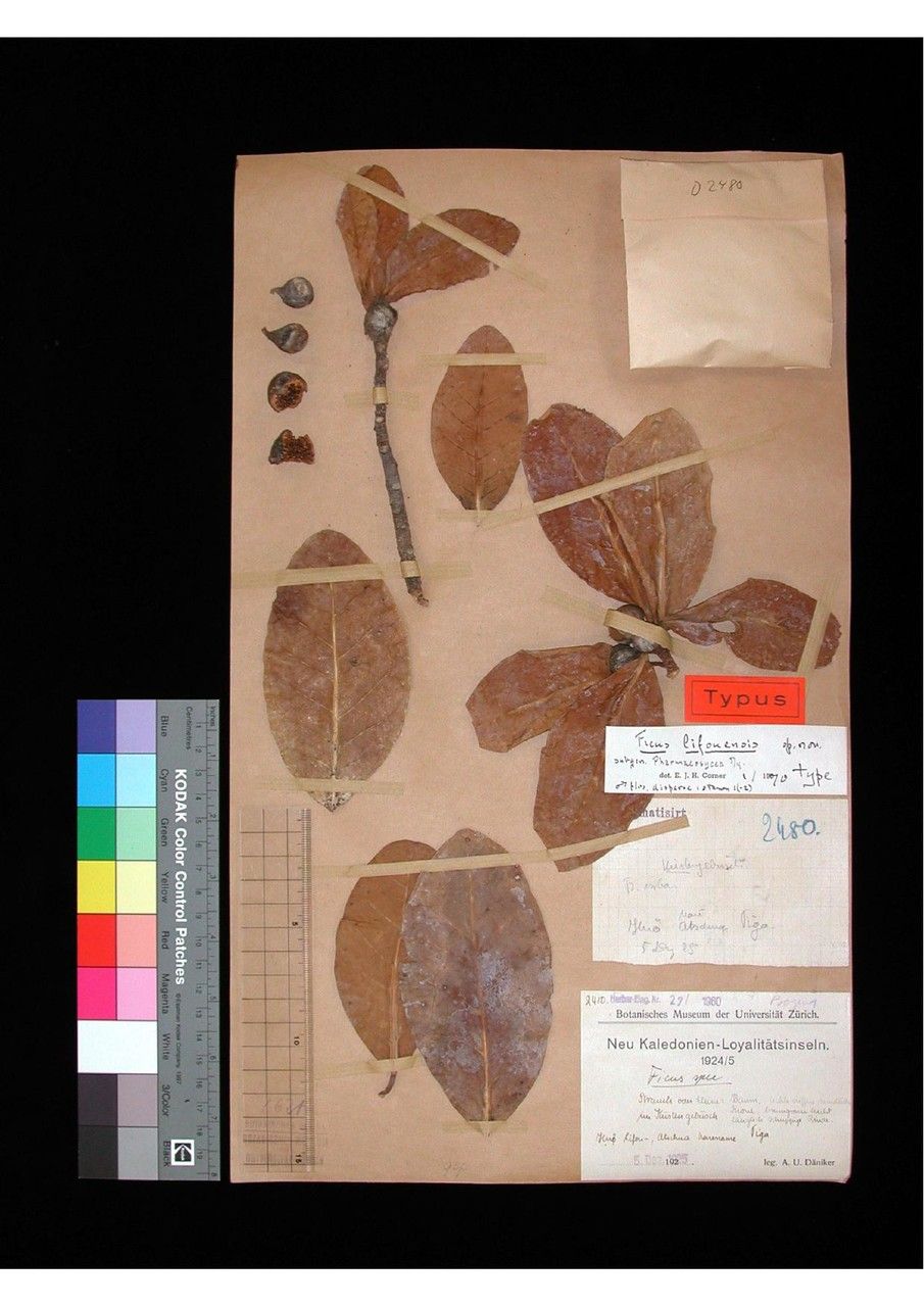 Ficus lifouensis — houseplant care guide