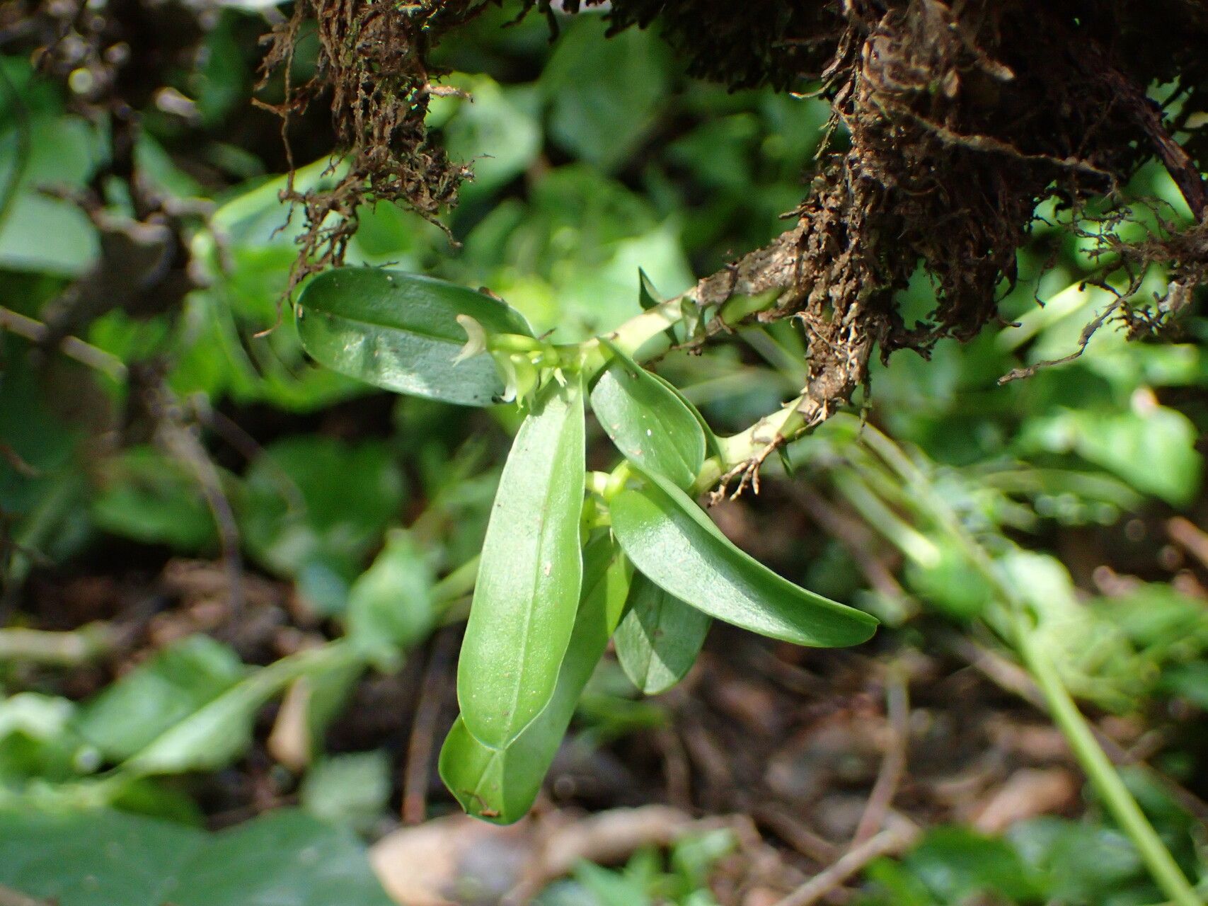 Polystachya camaridioides — houseplant care guide