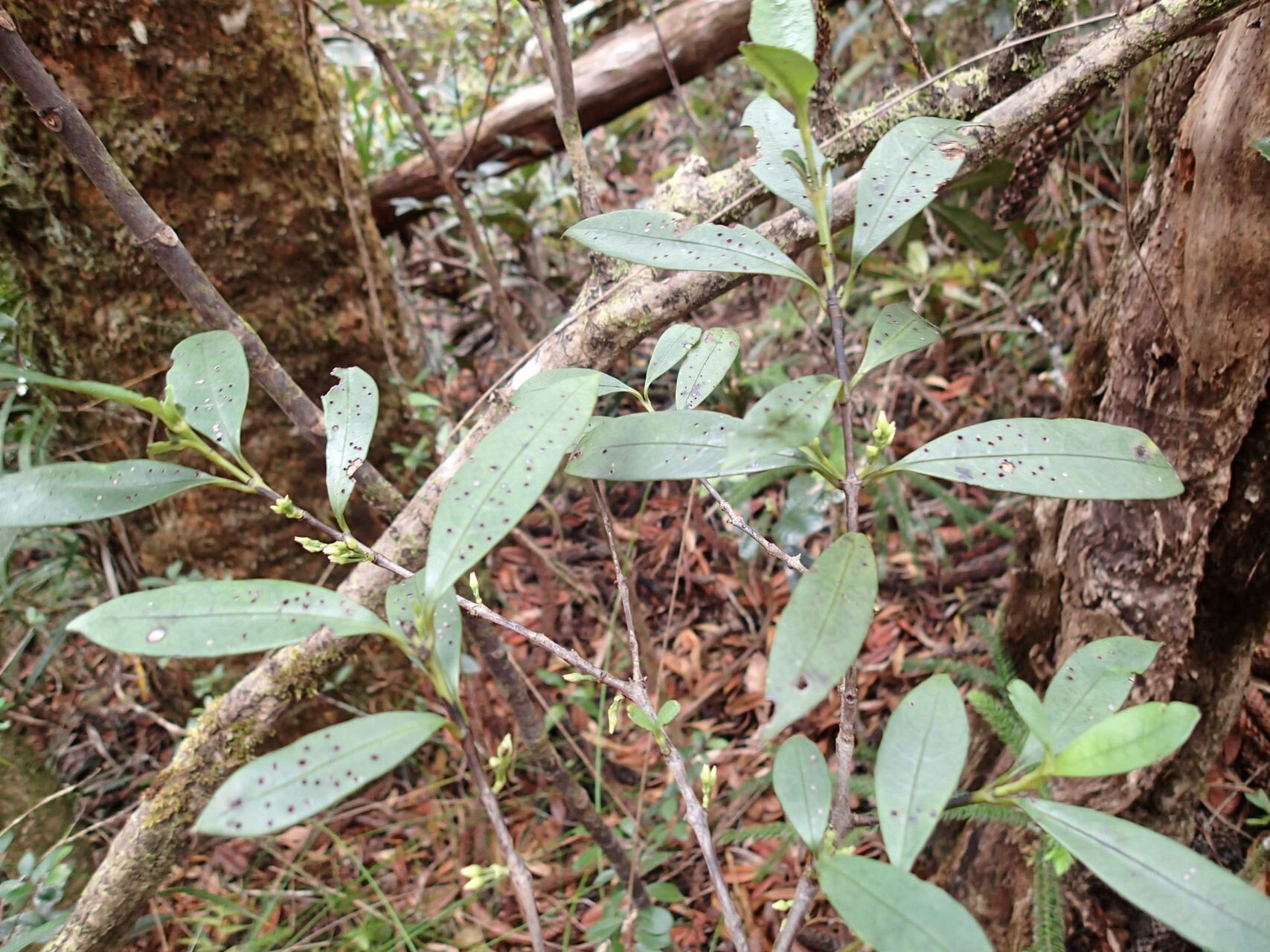 Geniostoma balansanum — related species from the same genus