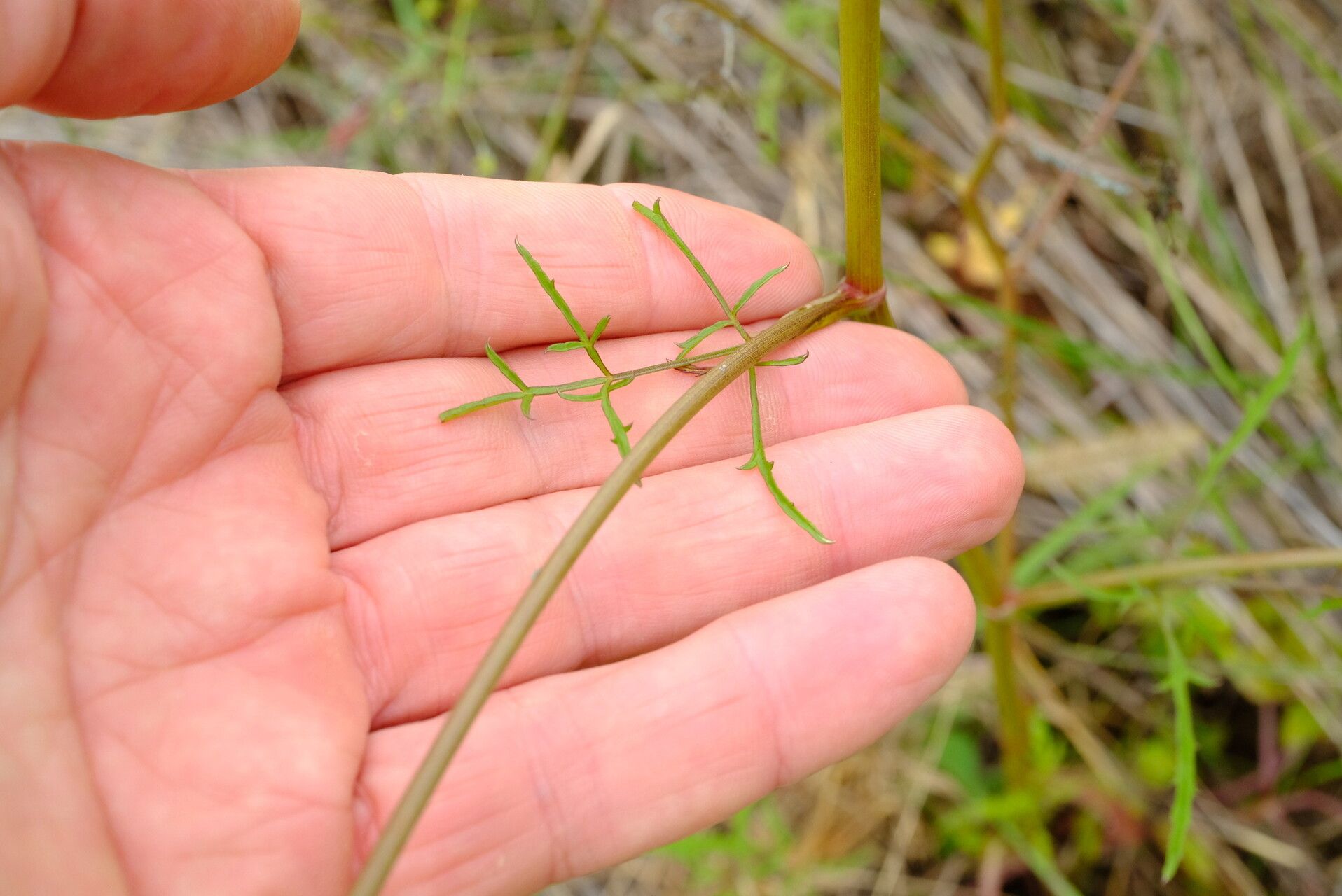 Pimpinella buchananii — search result for 'Pimpinella'