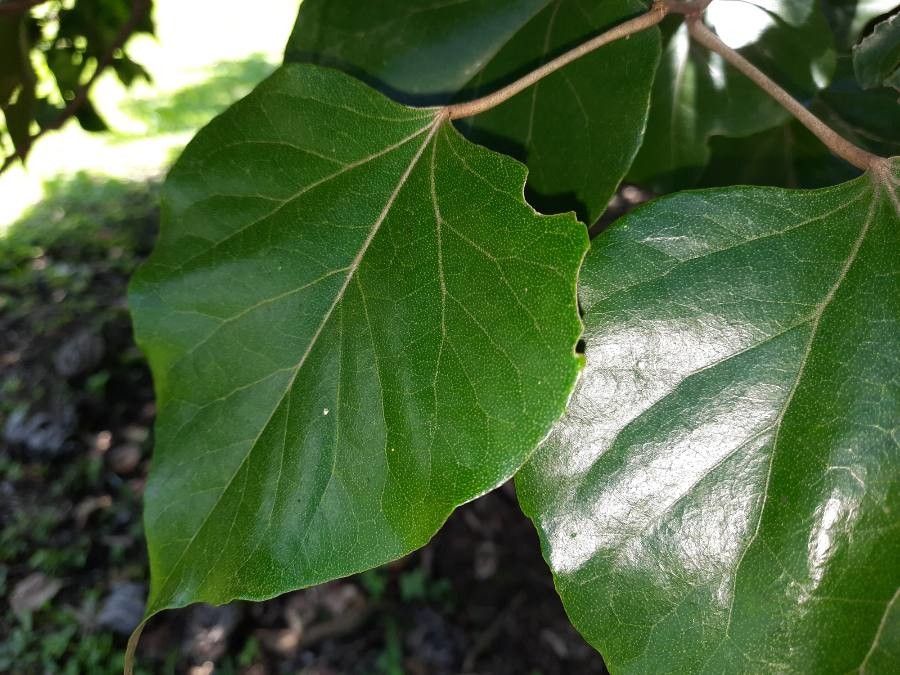 Croton guatemalensis leaf