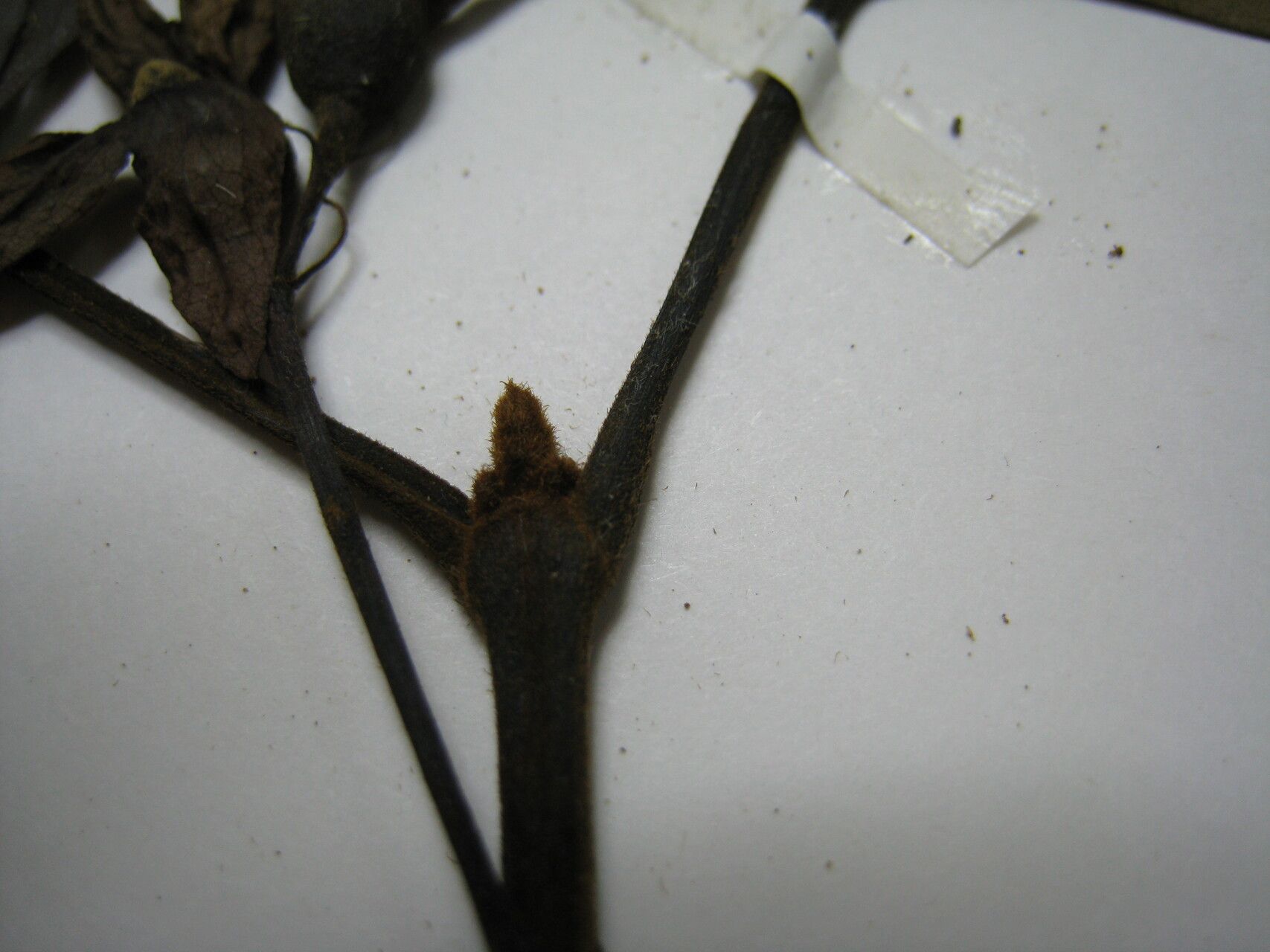 Vitex triflora other