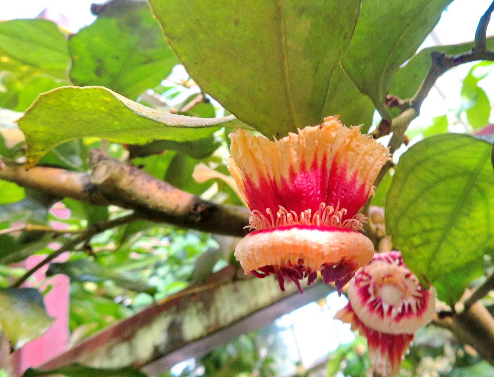 Napoleonaea beninensis flower