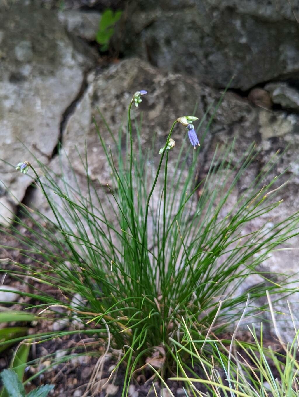 Allium cyaneum habit