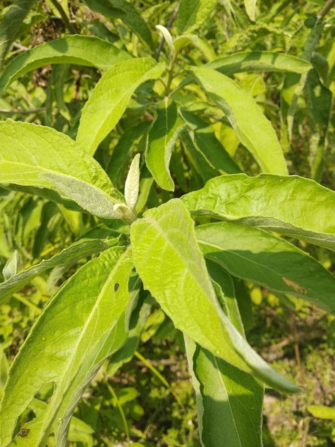 Pluchea carolinensis — search result for 'Pluchea'