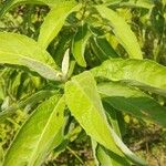 Pluchea carolinensis