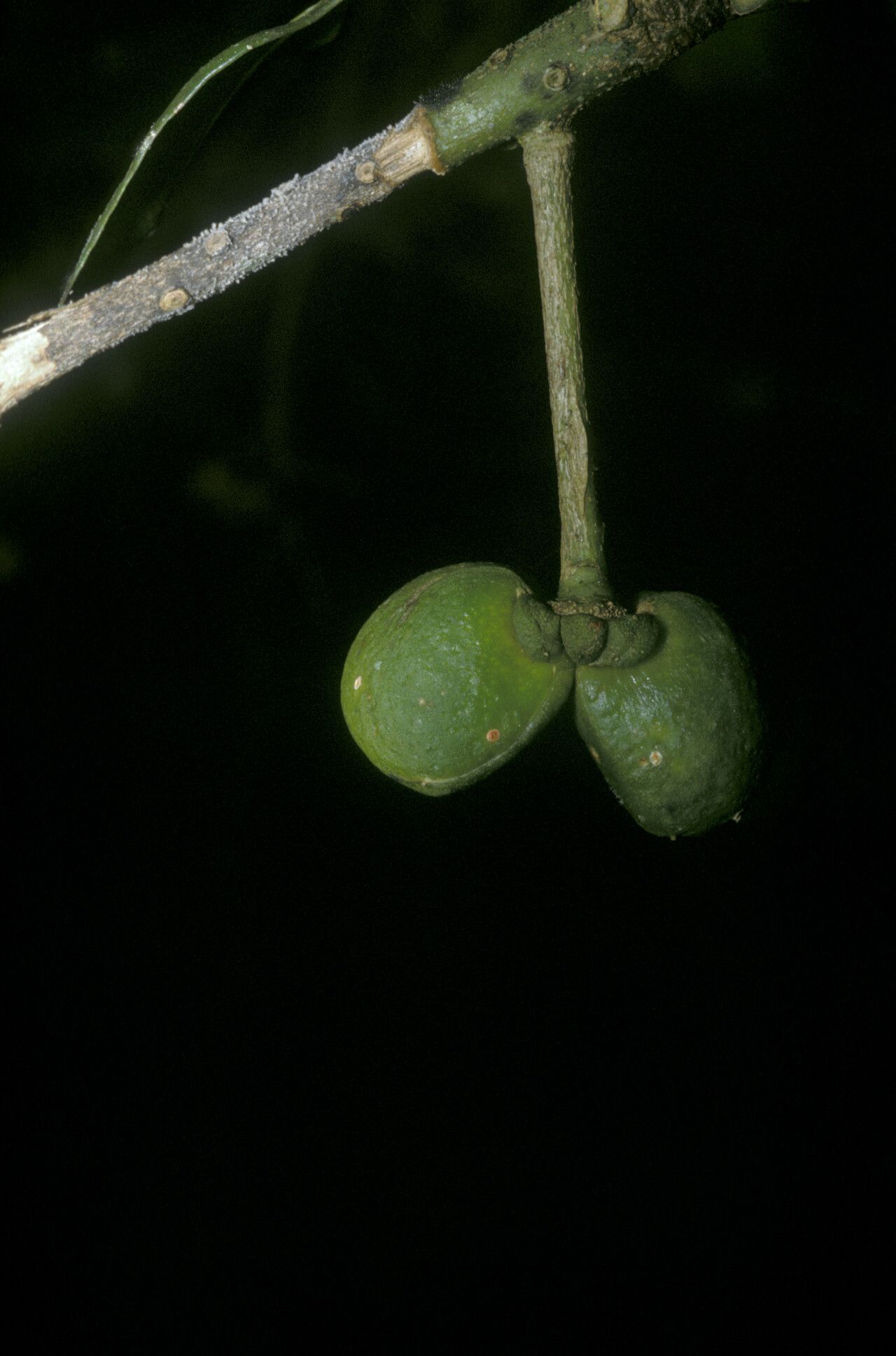 Pilocarpus racemosus fruit