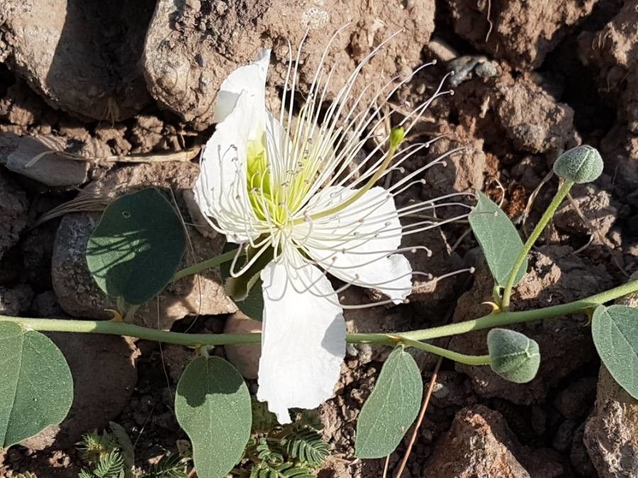 Capparis ovata flower