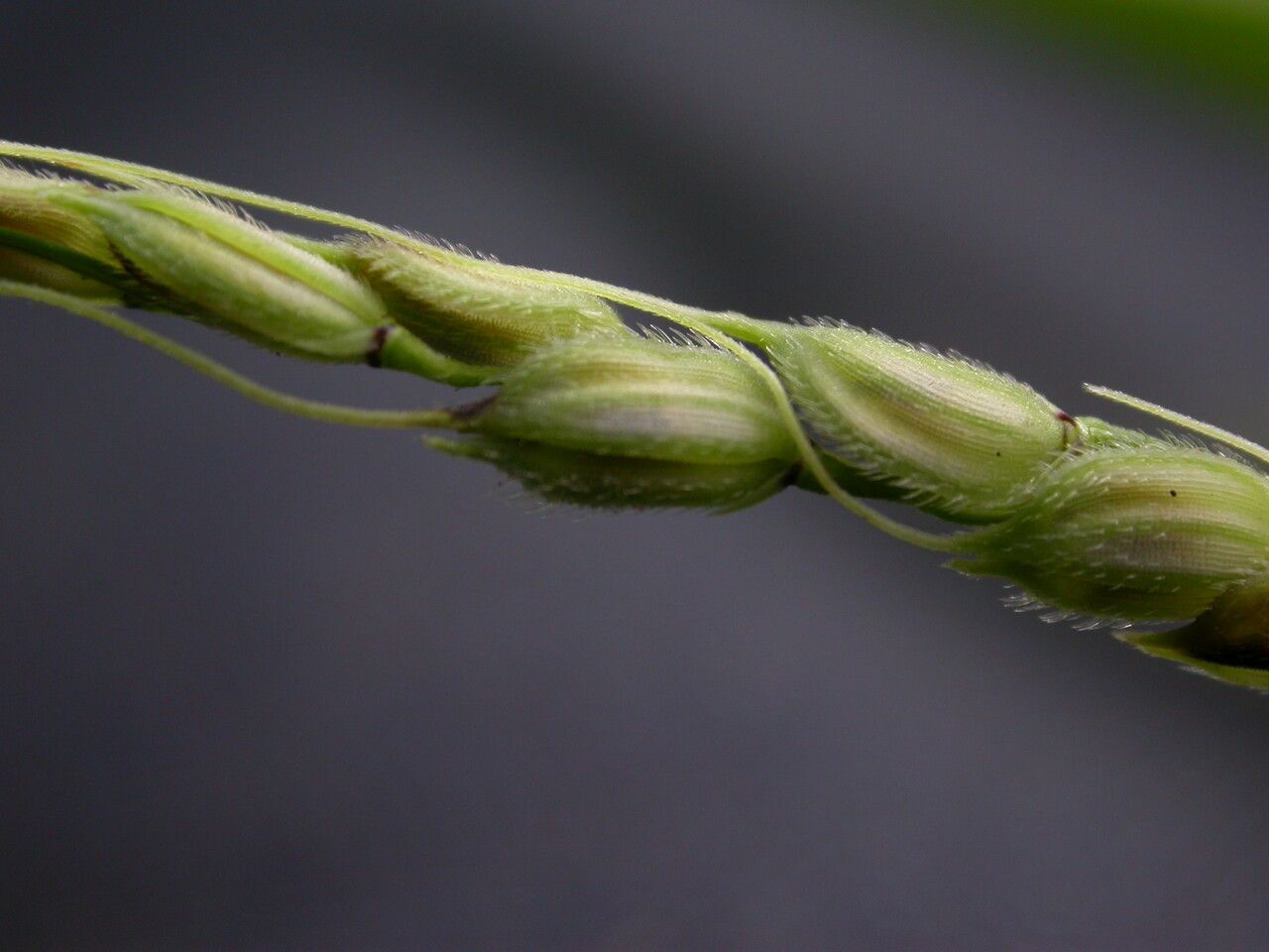 Oryza minuta — houseplant care guide