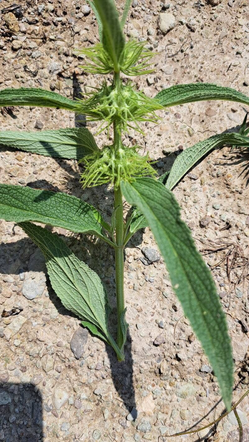 Phlomis cancellata — search result for 'Phlomis'
