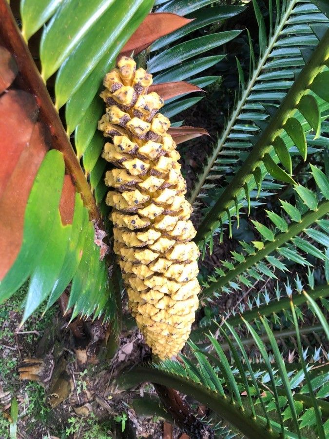 Encephalartos kisambo fruit