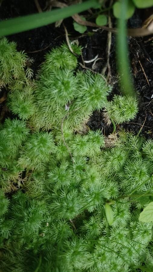Hottonia palustris leaf