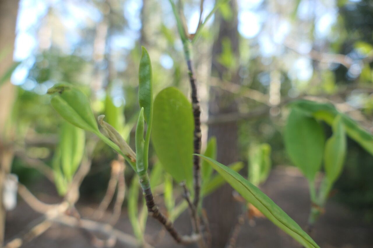 Magnolia decidua flower