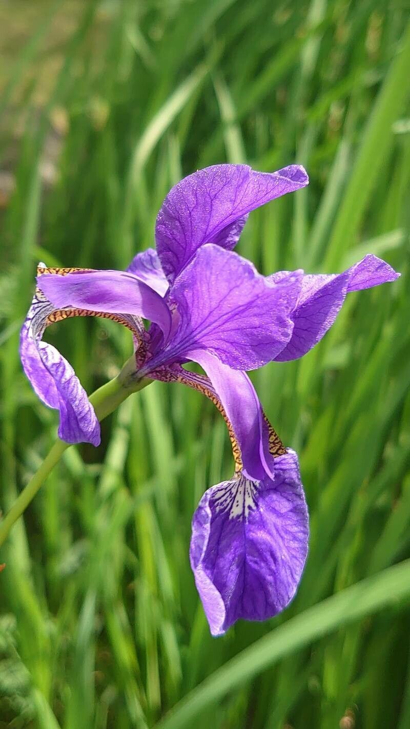 Iris sanguinea — search result for 'Mongolia'