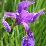 Iris sanguinea