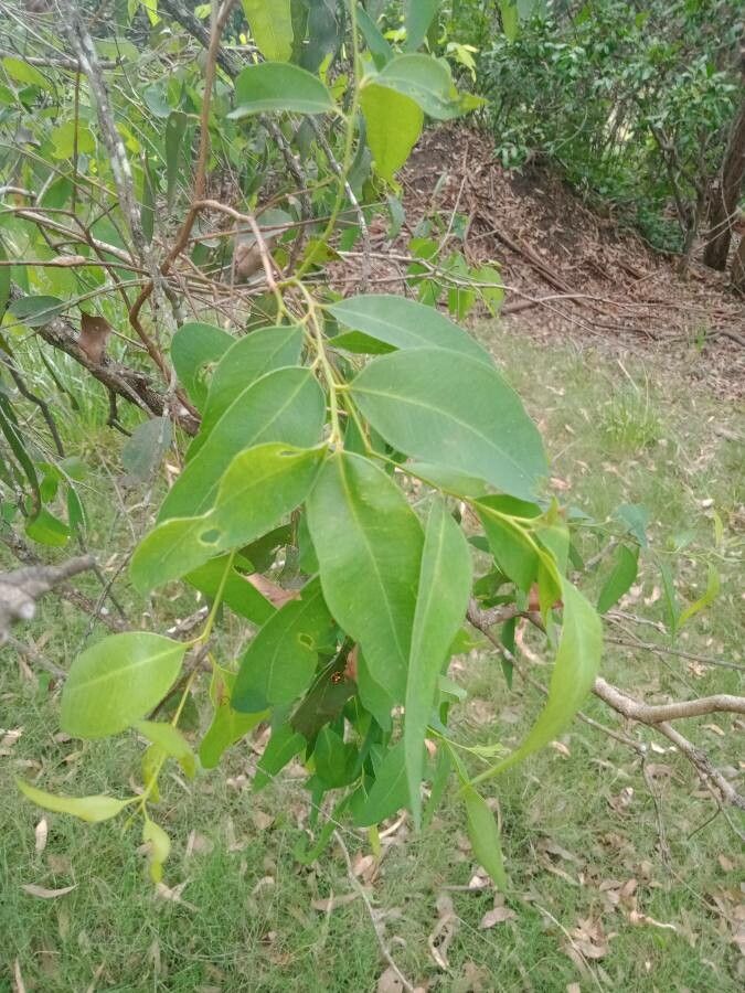 Maytenus acuminata — related species from the same genus