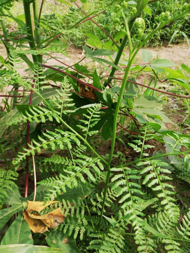 Pteridium centrali-africanum leaf