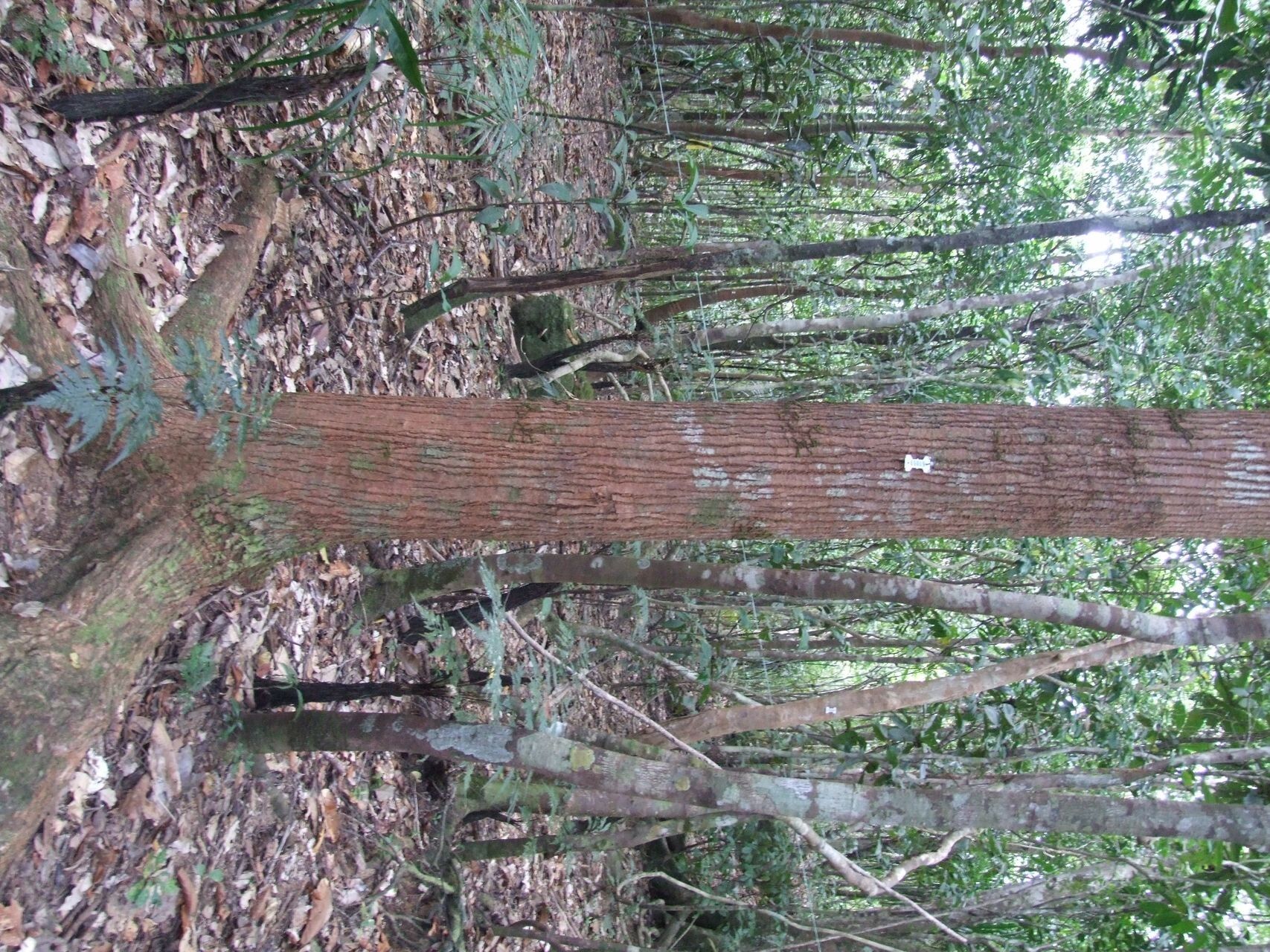 Didymocheton rufescens bark