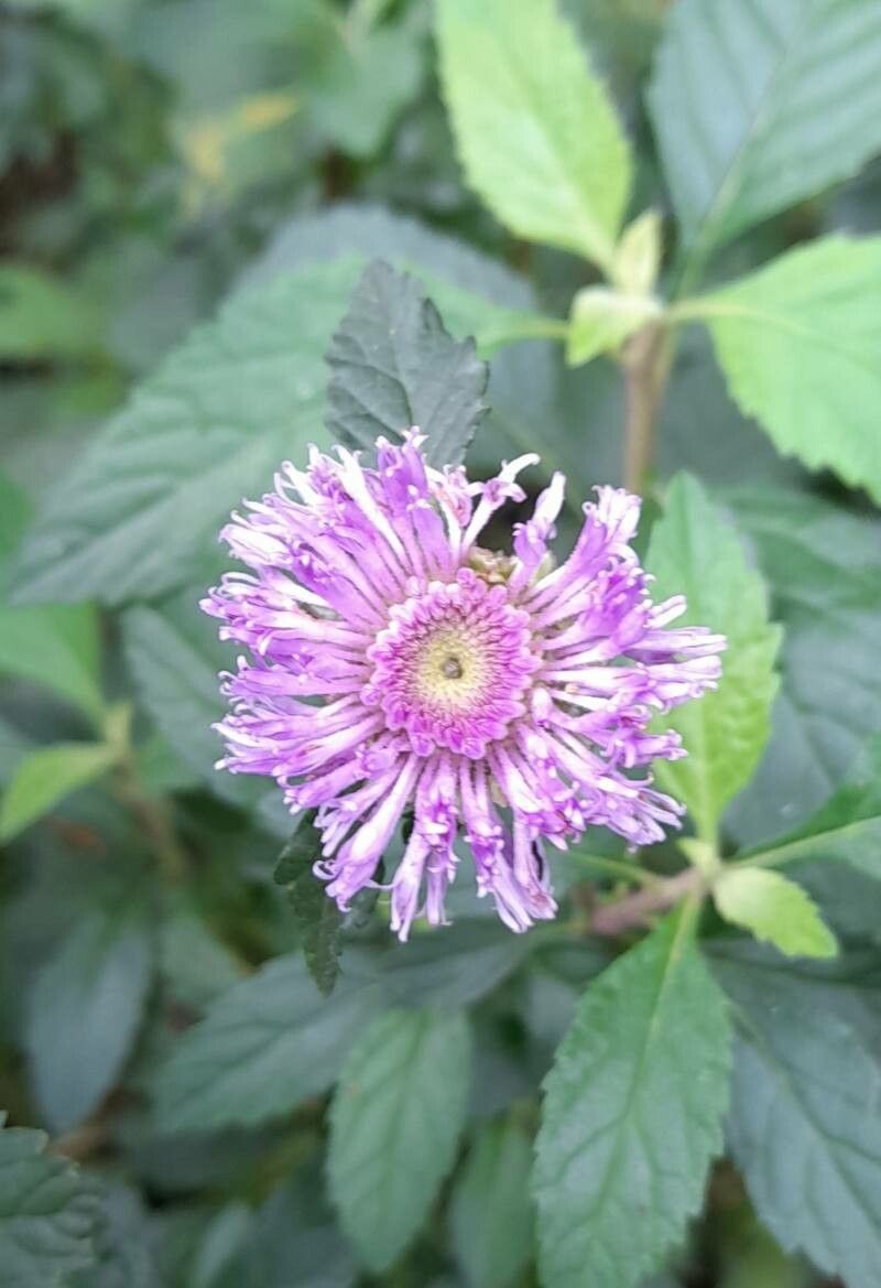 Centratherum punctatum flower