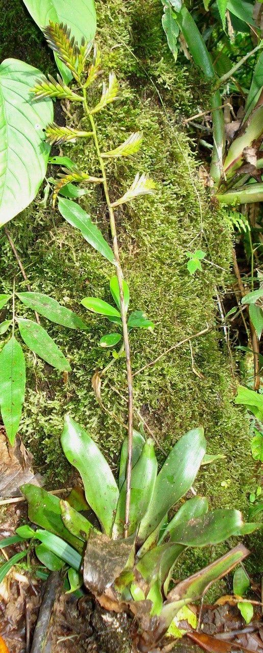 Racinaea spiculosa — houseplant care guide