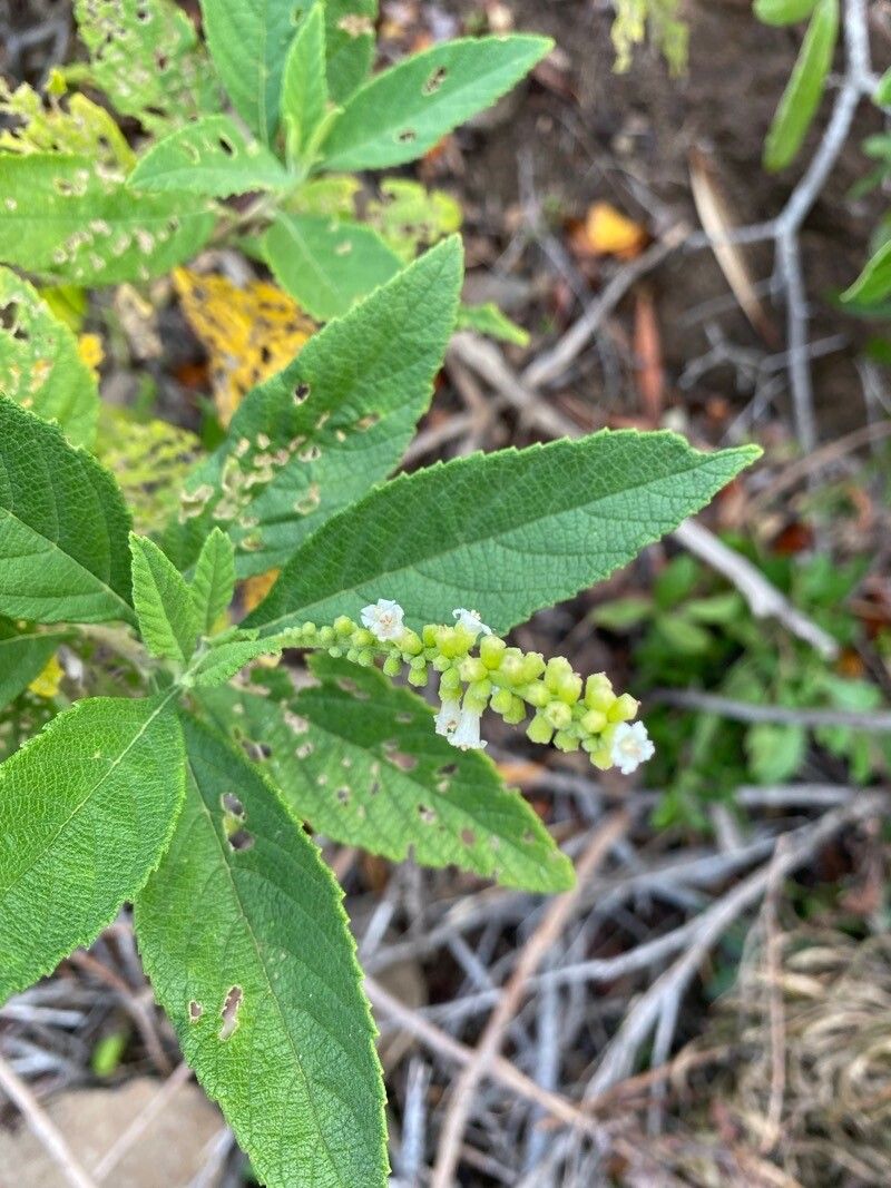 Varronia curassavica flower