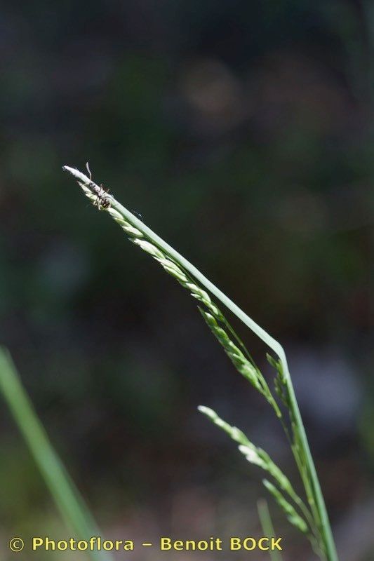 Poa flaccidula other