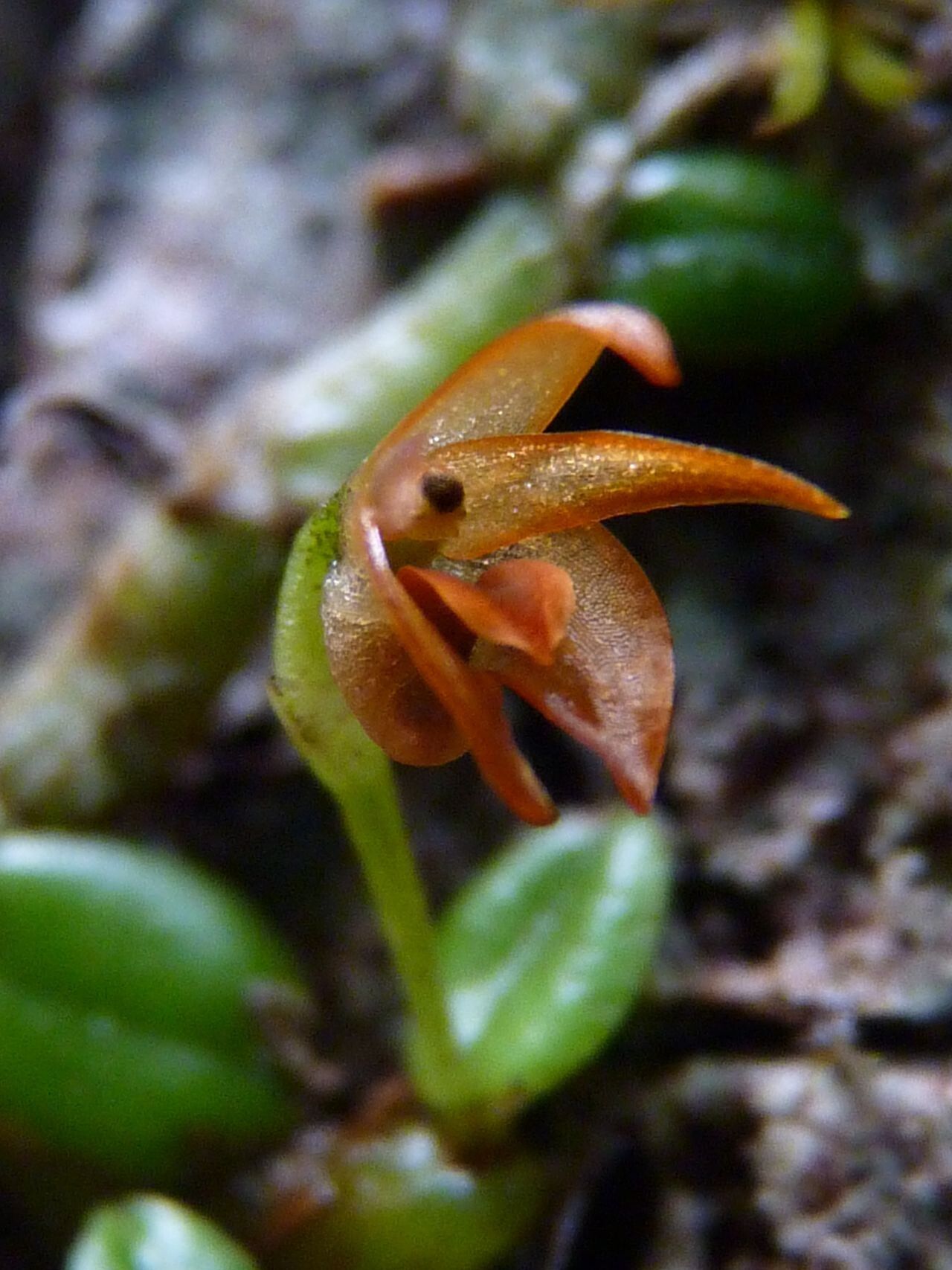 Eria karikouyensis flower