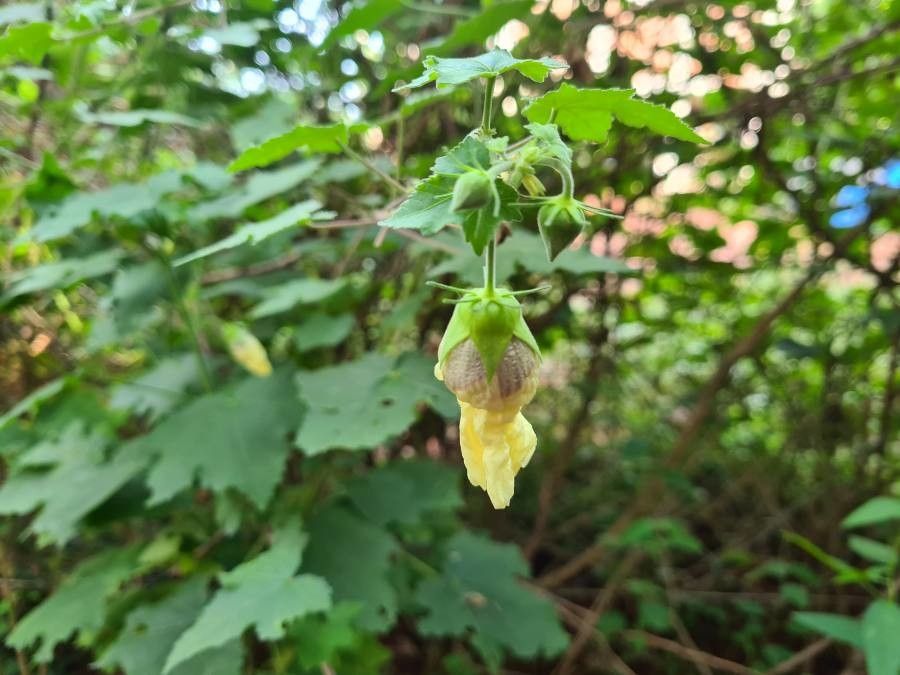 Hibiscus vitifolius flower