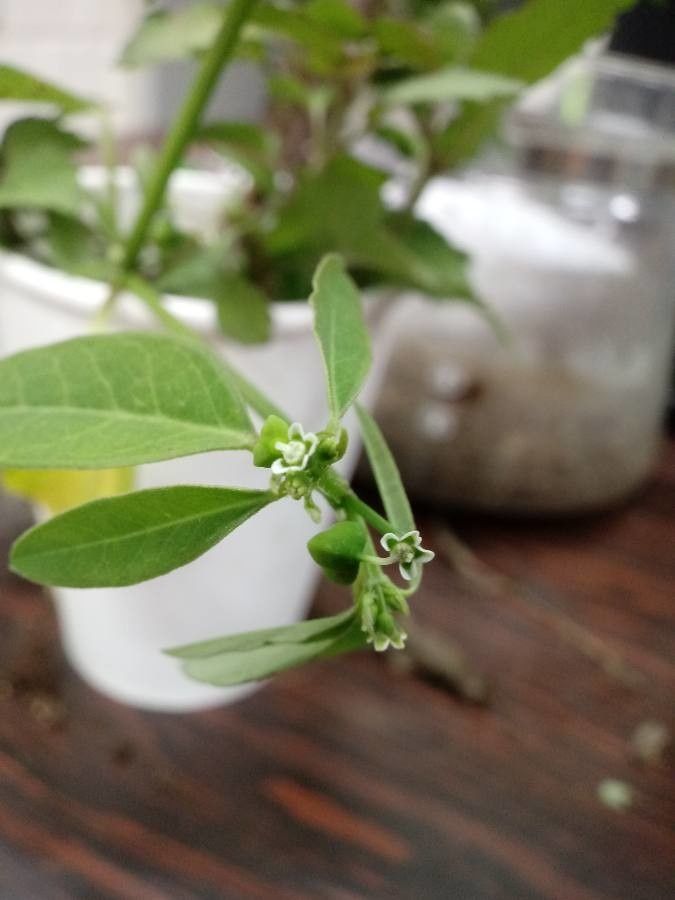 Euphorbia graminea fruit
