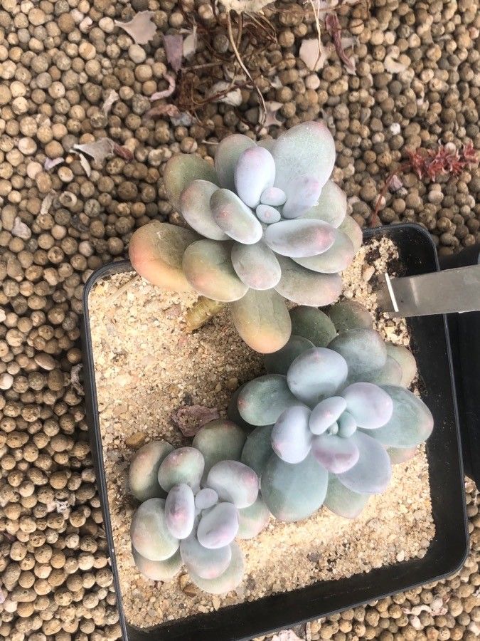 Pachyphytum bracteosum