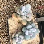 Pachyphytum bracteosum