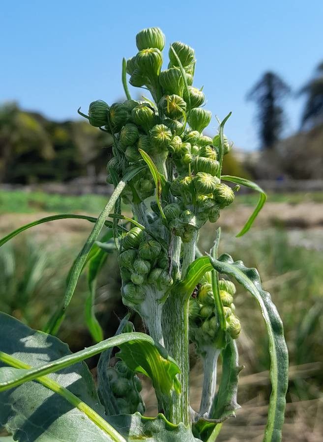 Senecio bonariensis flower
