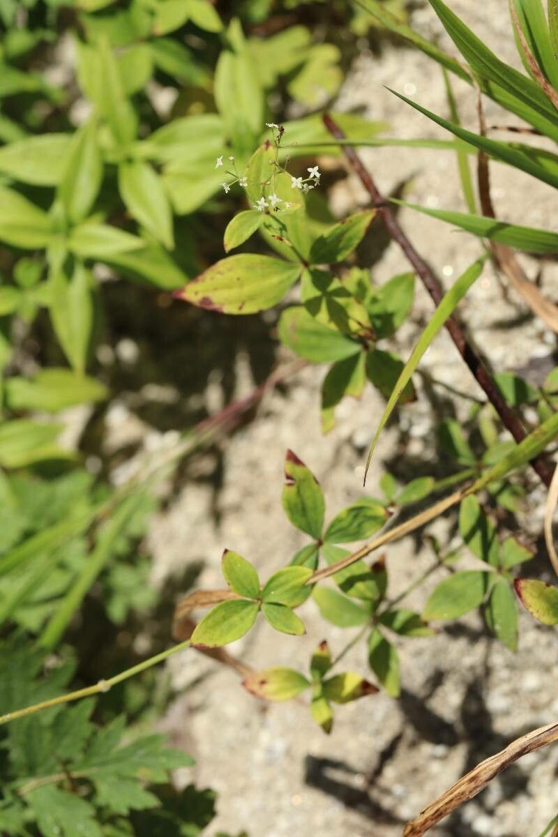 Galium kinuta flower