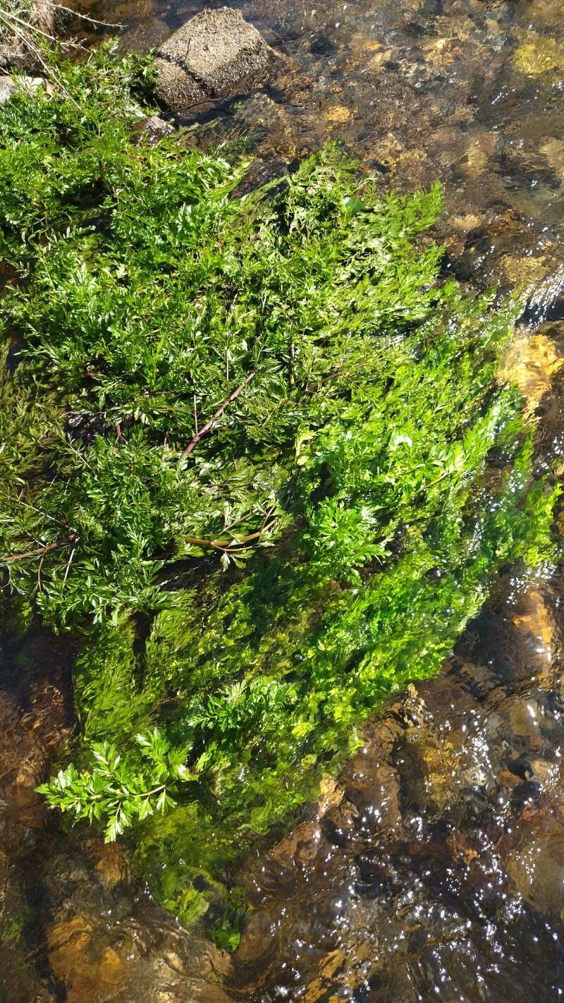 Oenanthe fluviatilis leaf