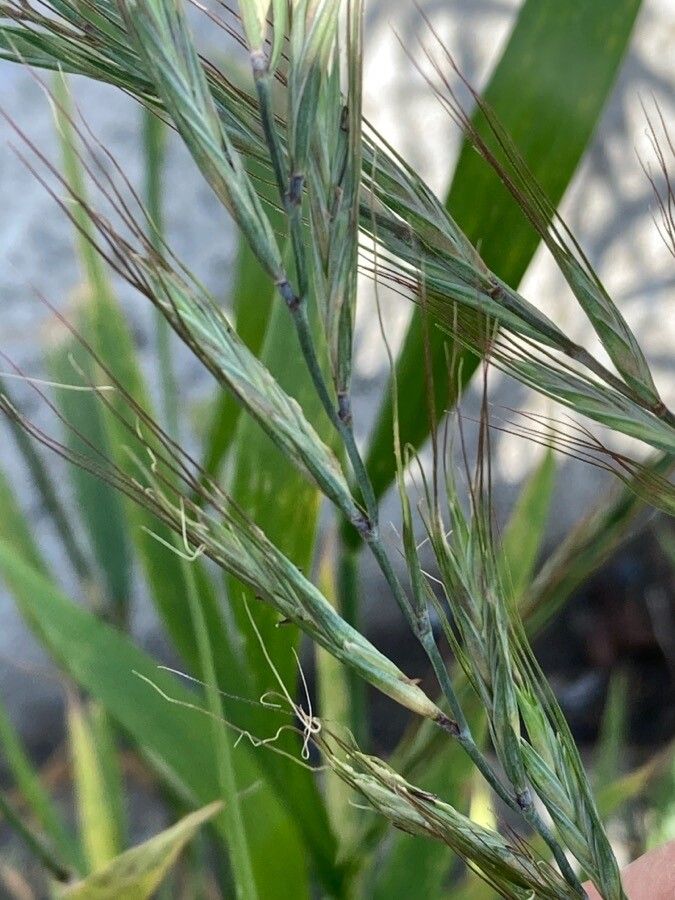 Elymus tsukushiensis flower