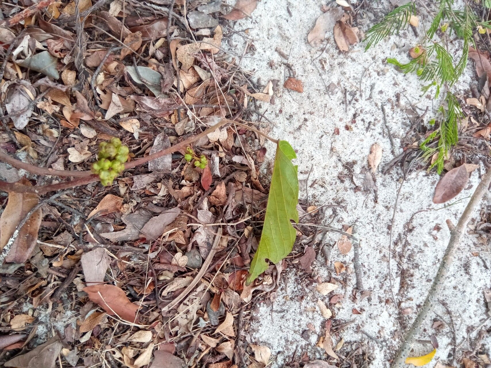 Macaranga obovata habit