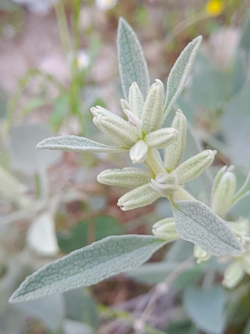 Phlomis aucheri flower