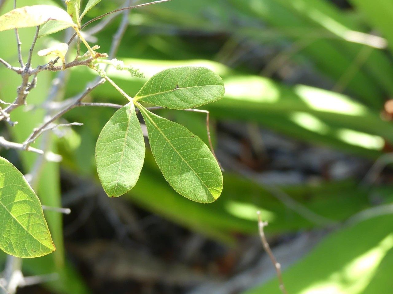 Searsia longipes leaf