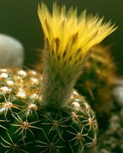 Parodia nothorauschii flower