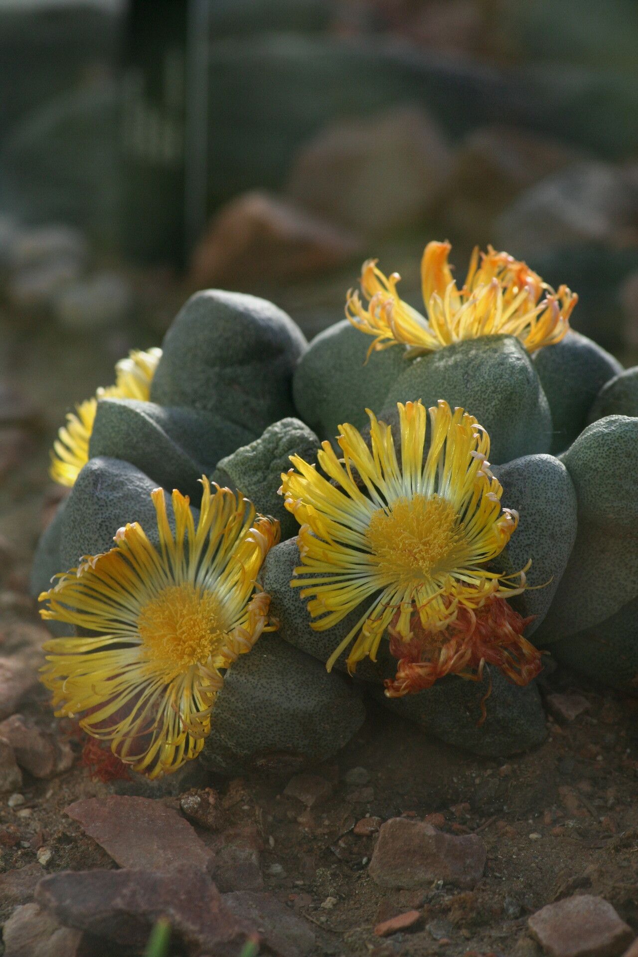 Pleiospilos bolusii flower