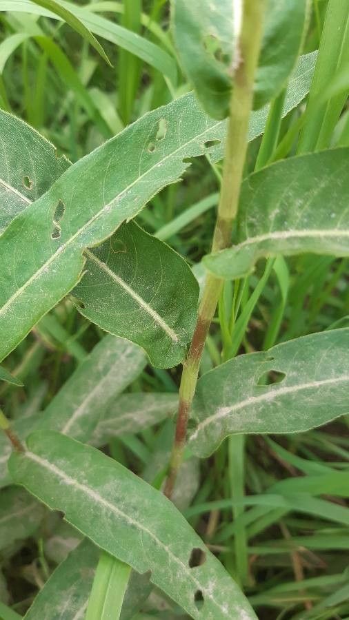 Alternanthera philoxeroides bark
